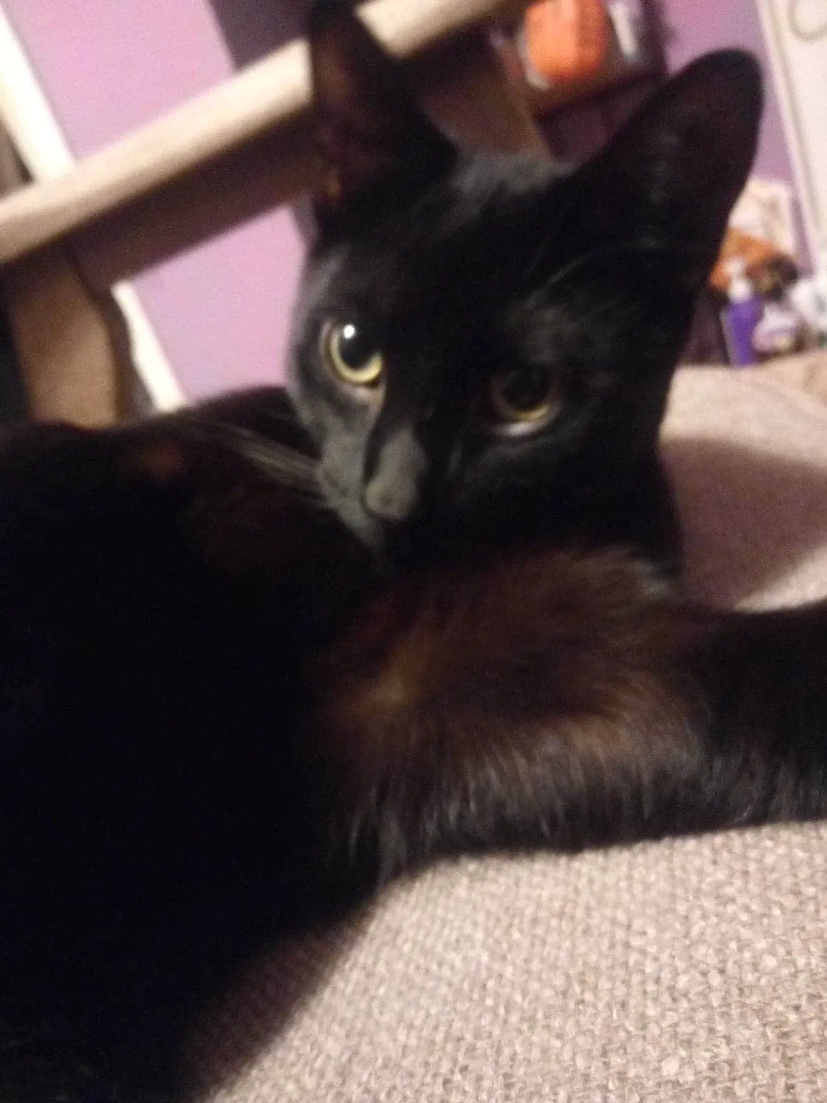 Lost cat in Flat Rock, MI, 48134