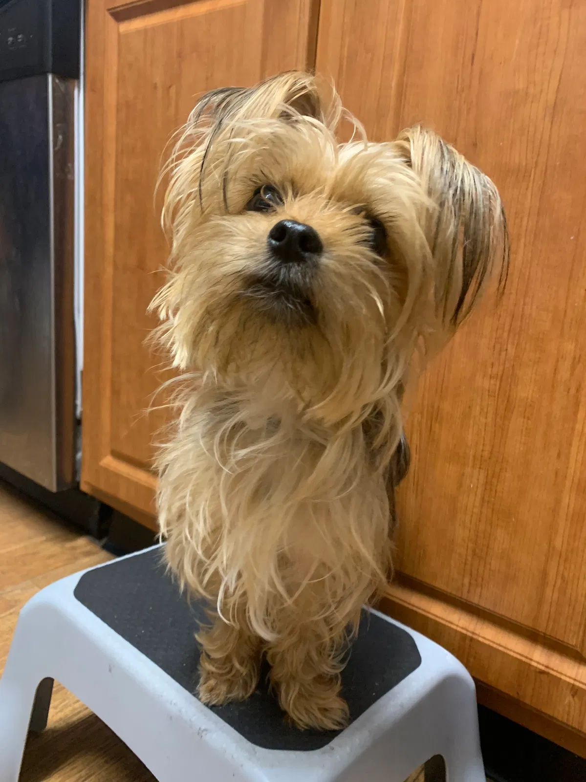 Lost dog in Orlando, FL, 32822