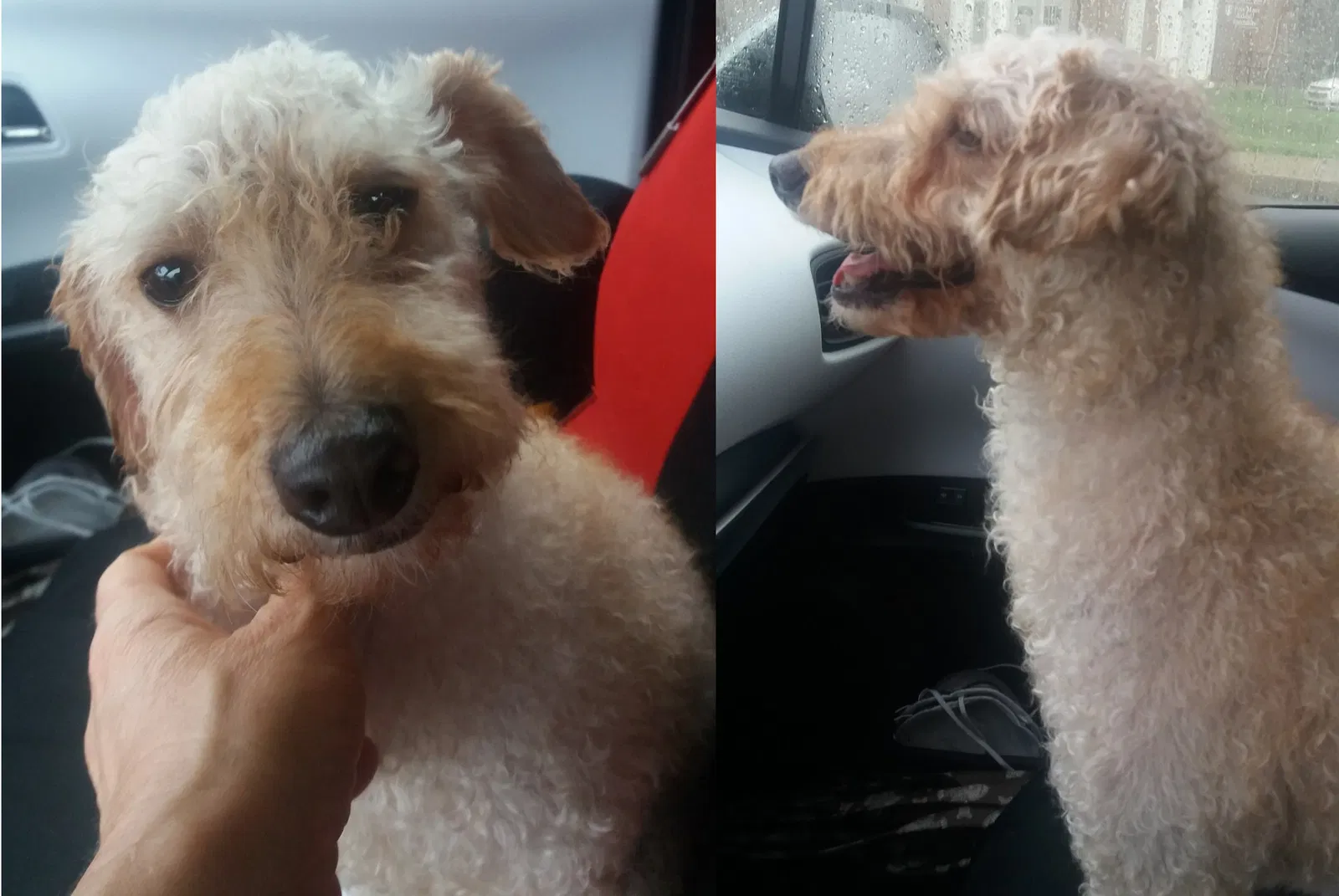 Lost dog in North East, MD, 21901