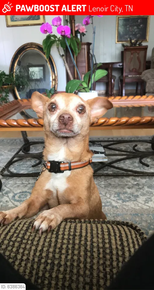 Lost dog in Lenoir City, TN, 37771