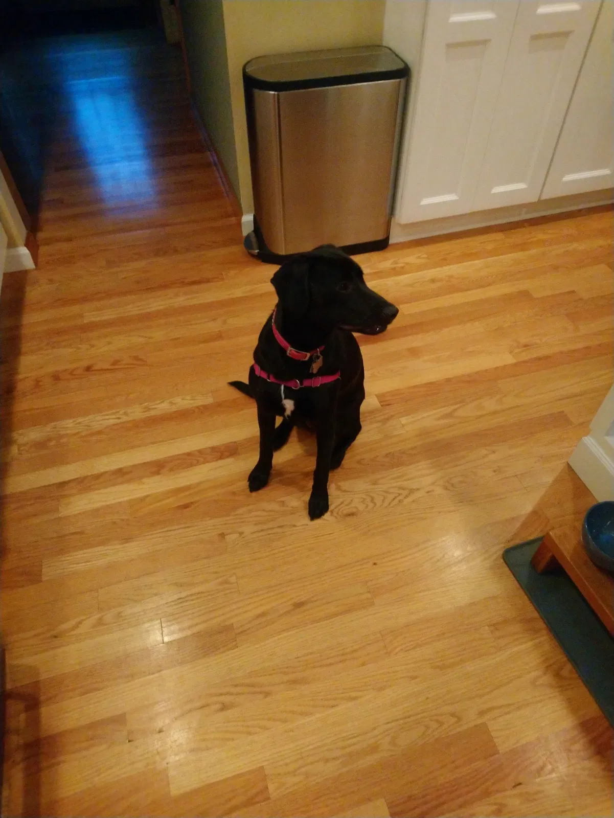 Lost dog in Orange, CT, 6477