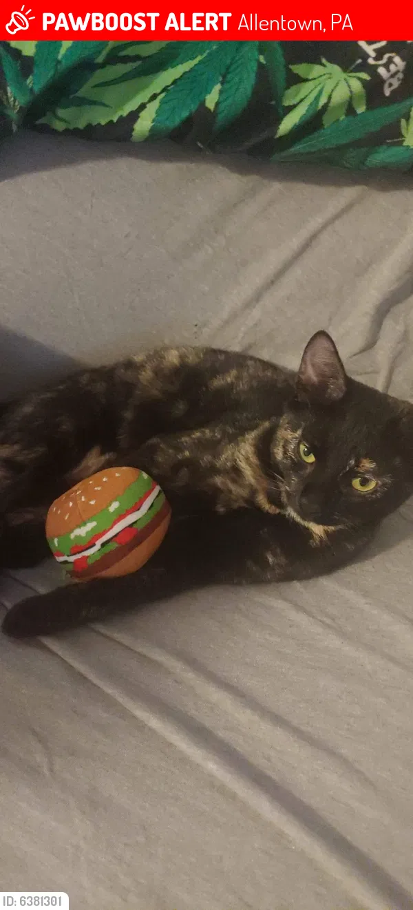 Lost cat in Allentown, PA, 18102