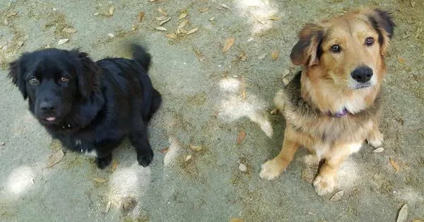 Lost dog in Long Beach, MS, 39560