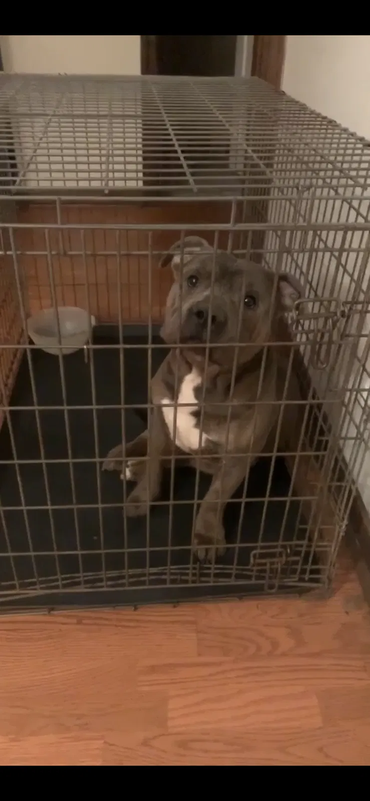 Lost dog in Sandston, VA, 23150