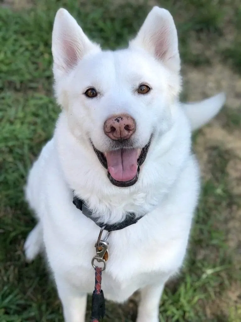 Lost dog in Richmond, VA, 23225