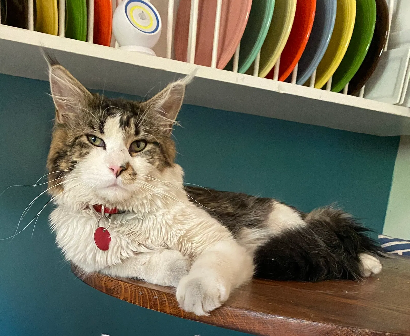 Lost cat in Albuquerque, NM, 87110