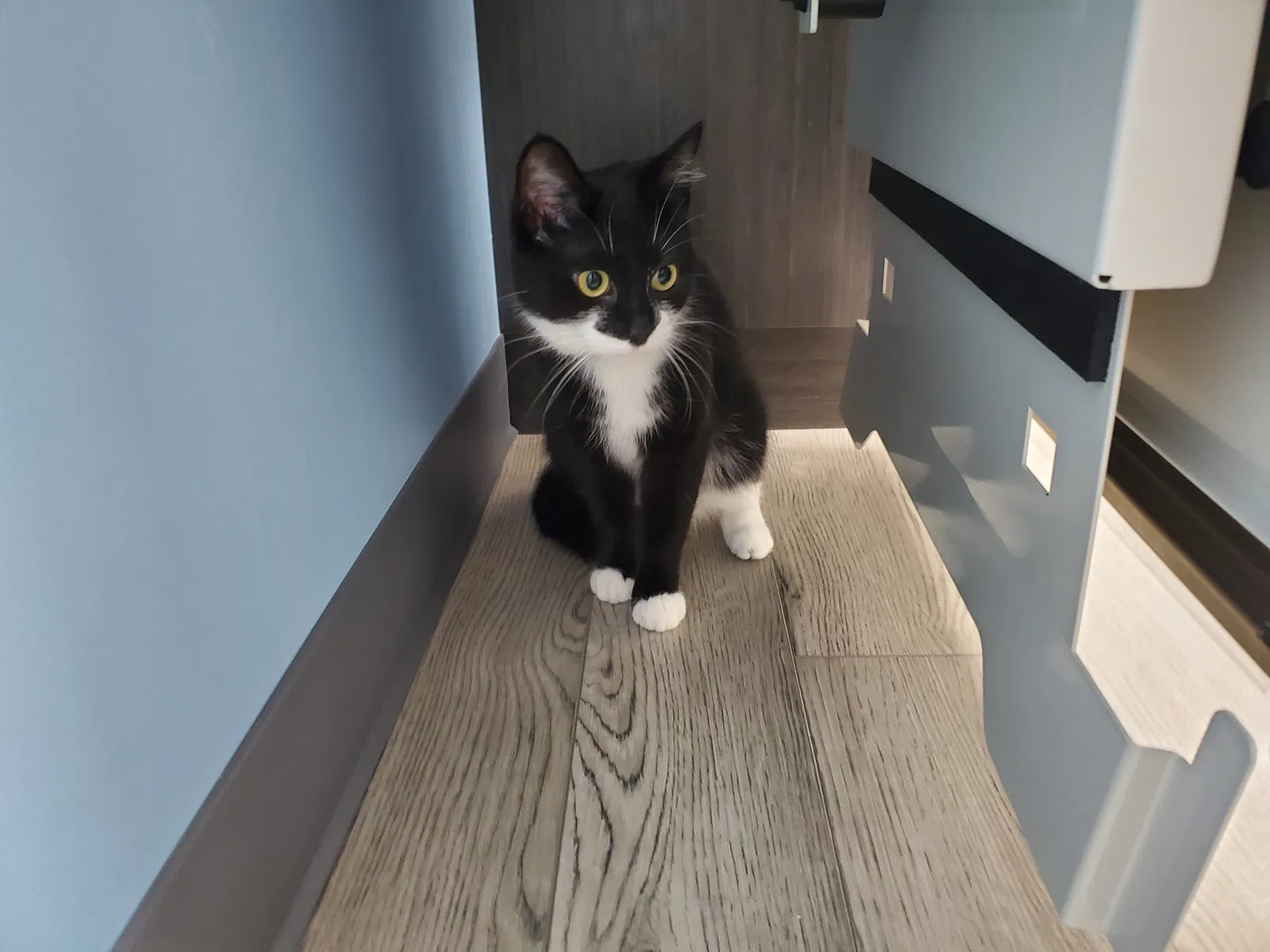 Lost cat in Akron, OH, 44321