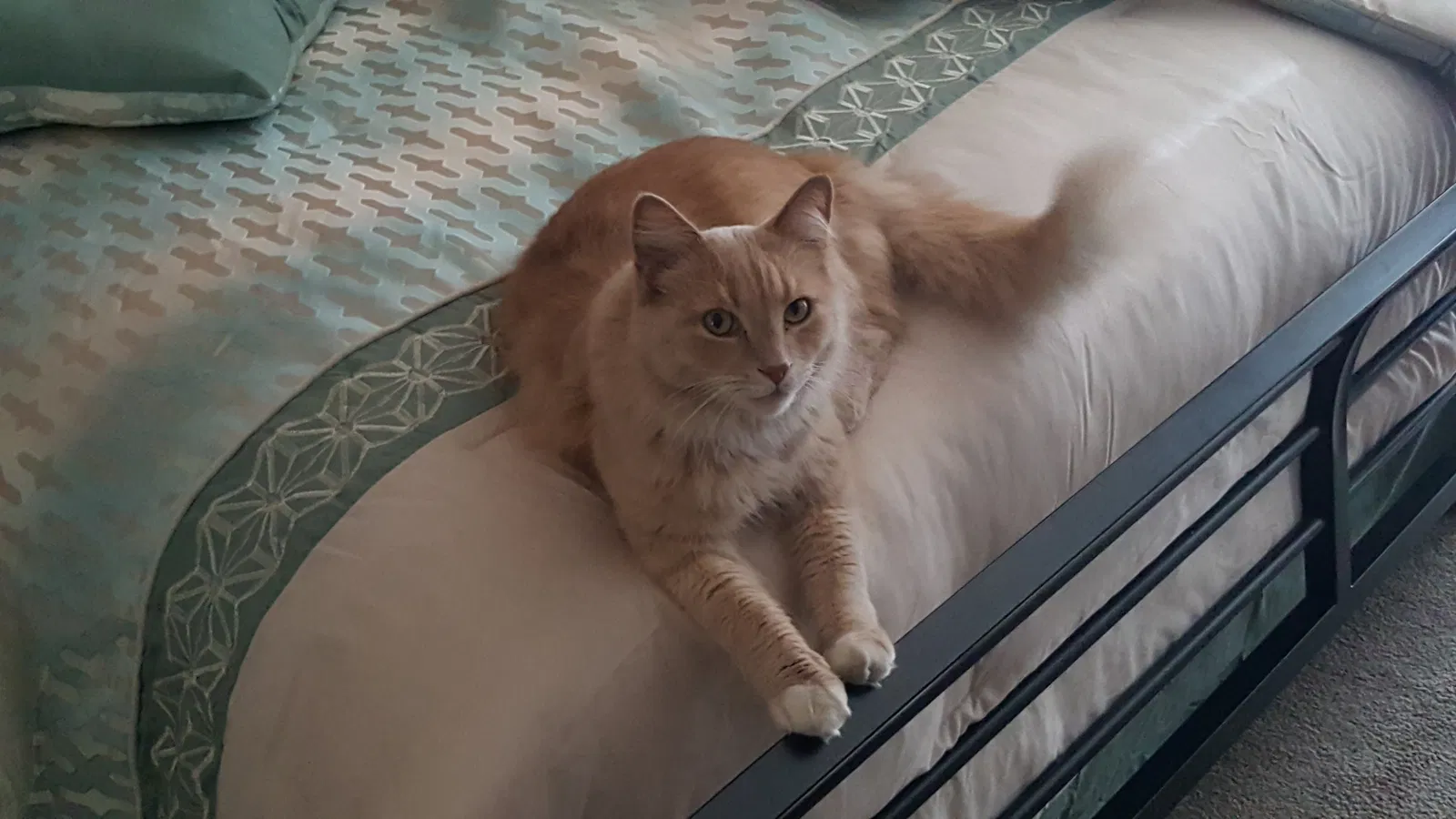 Lost cat in Tucson, AZ, 85741