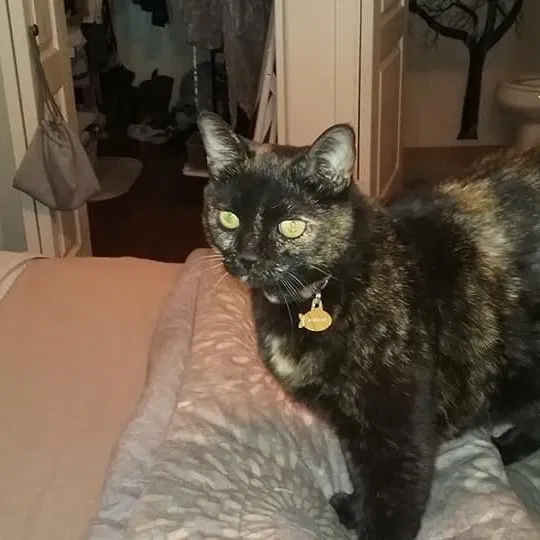 Lost cat in San Tan Valley, AZ, 85143