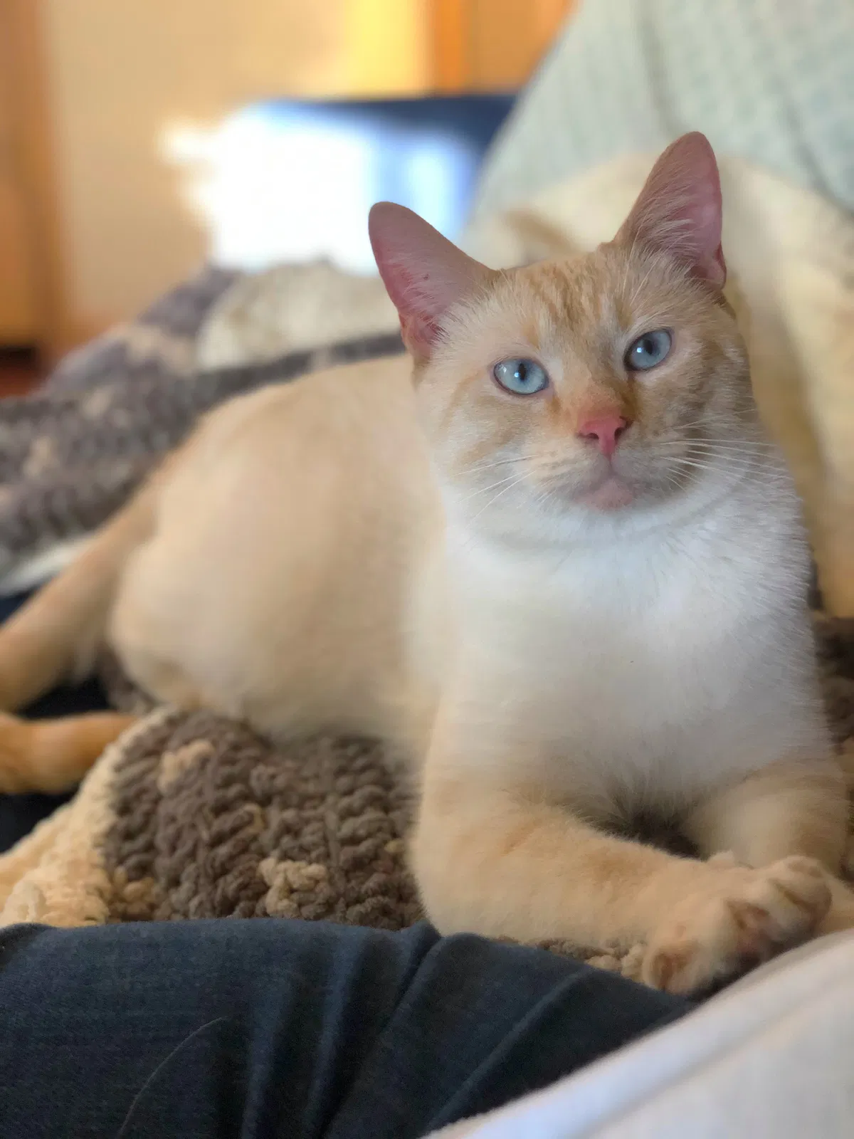 Lost cat in Madison, WI, 53714