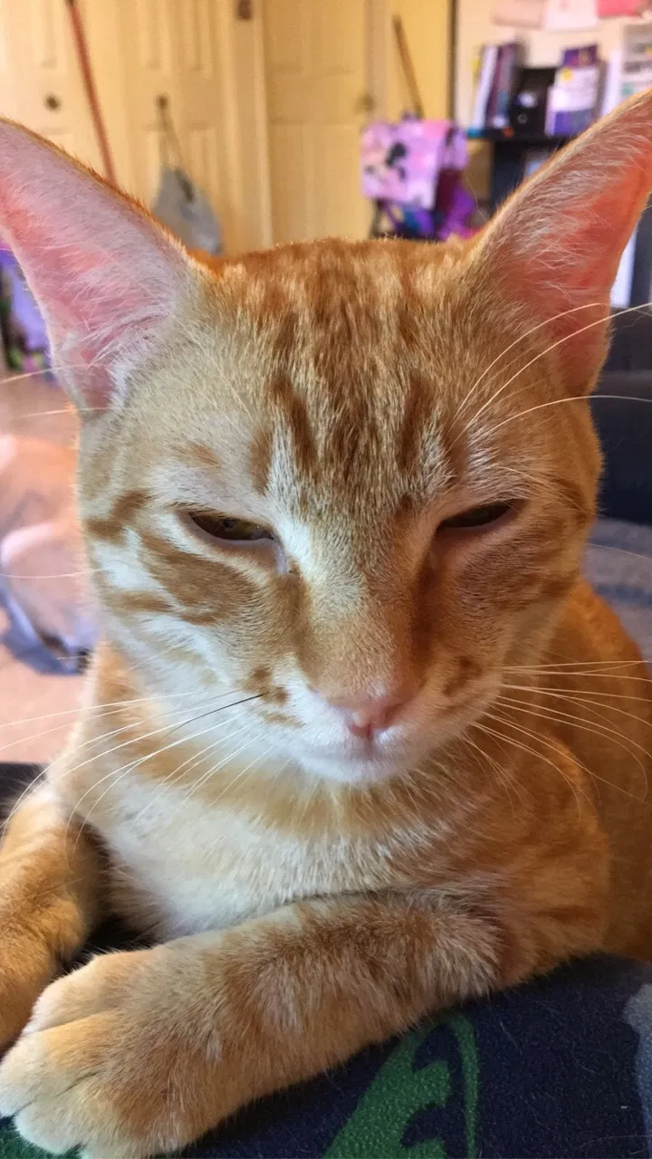 Lost cat in Tucson, AZ, 85756