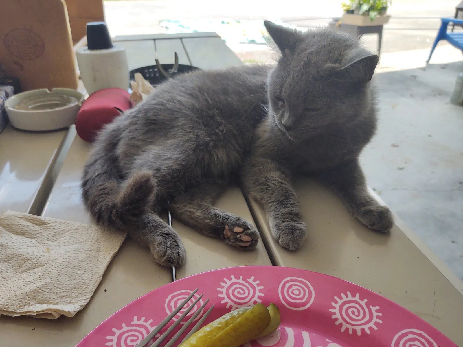 Lost cat in Johnson City, TN, 37604