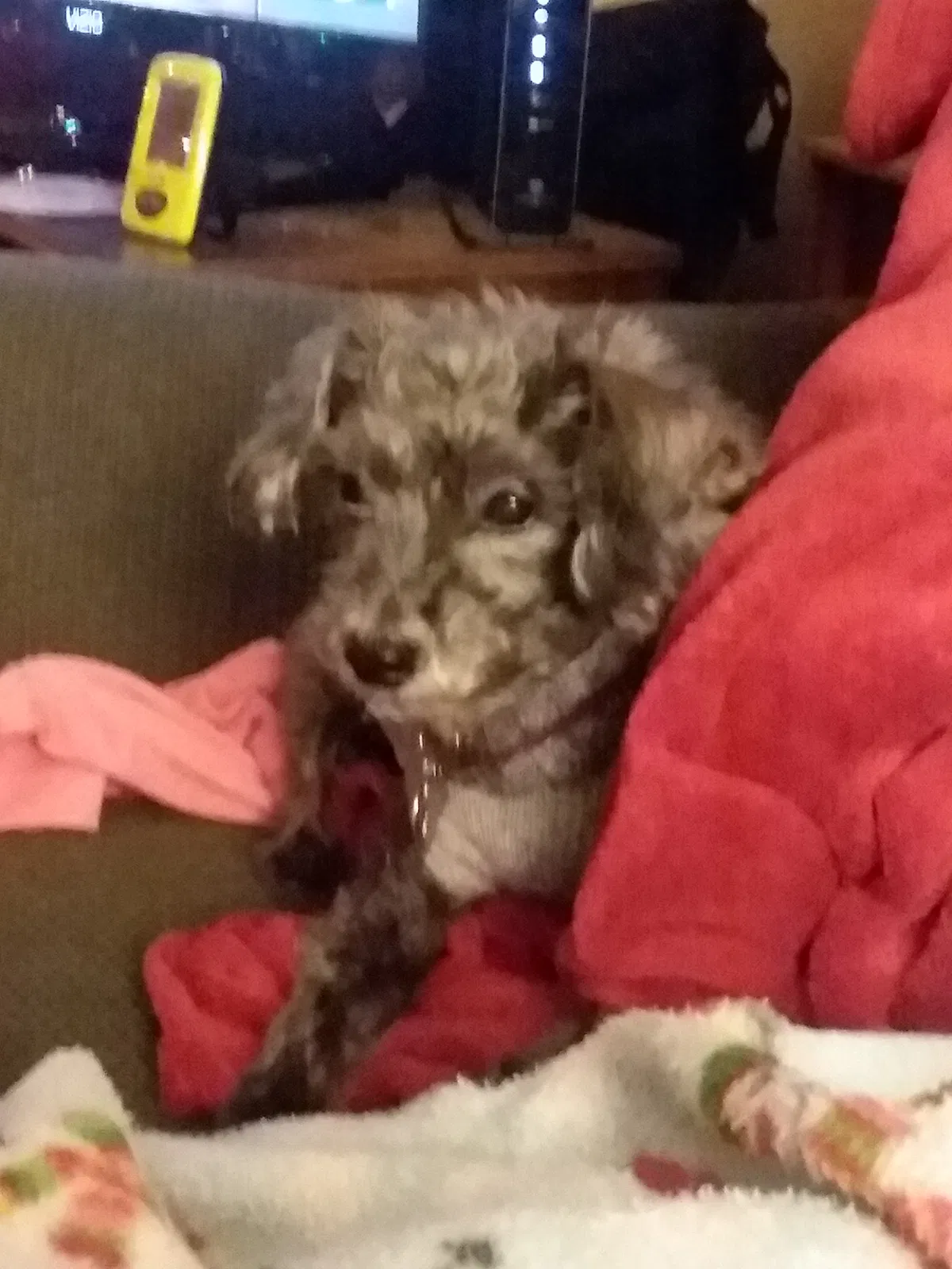 Lost dog in East Hampton, CT, 6424
