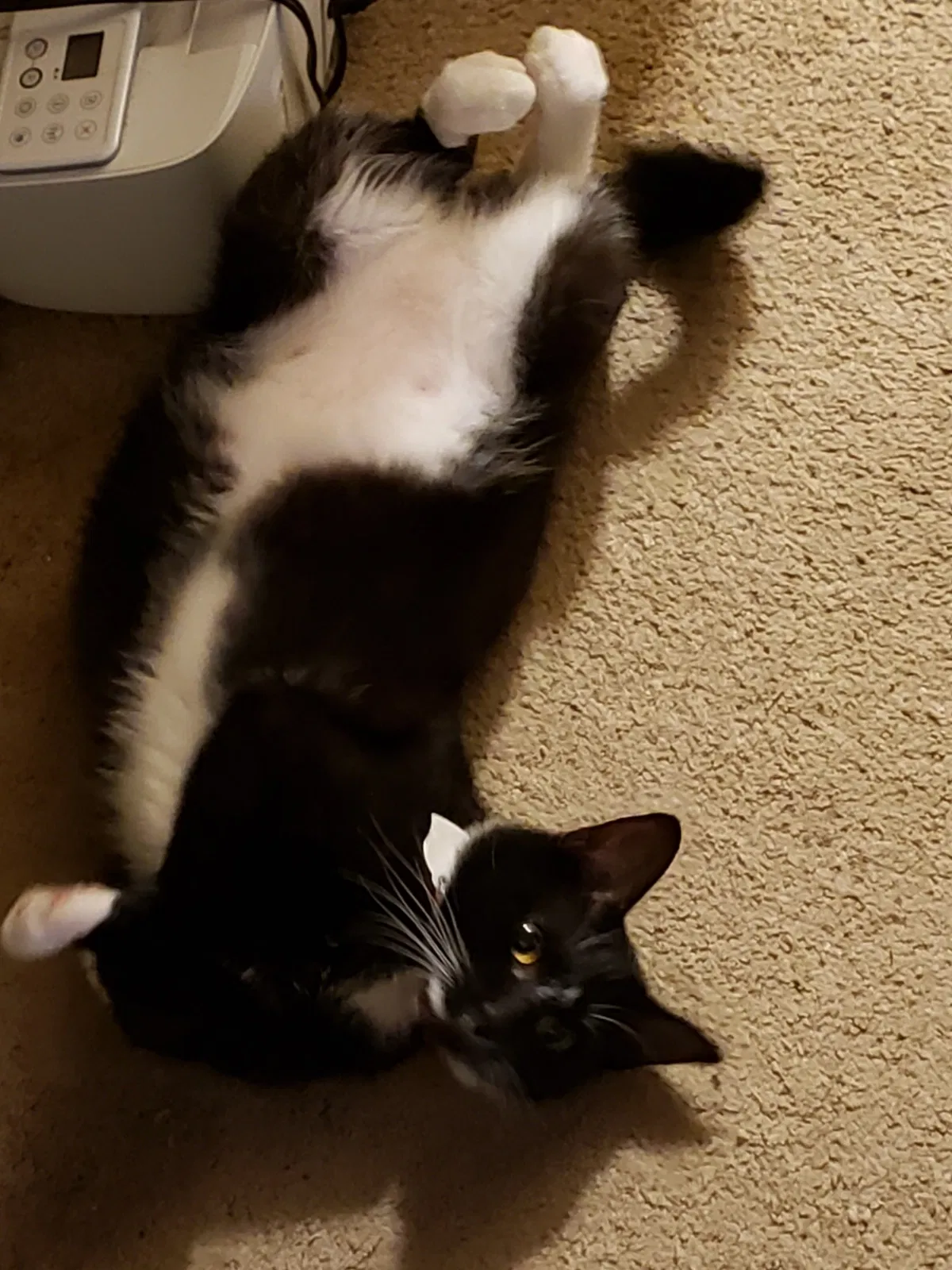 Lost cat in Pfafftown, NC, 27040