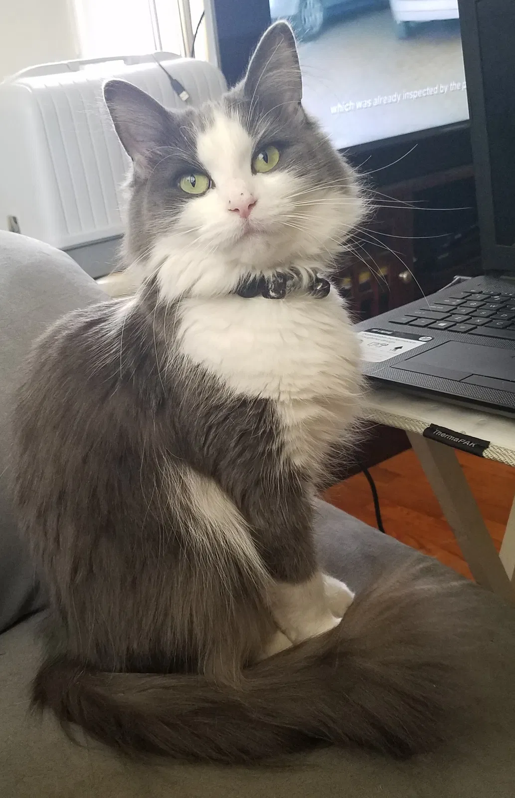 Lost cat in Adrian, MI, 49221