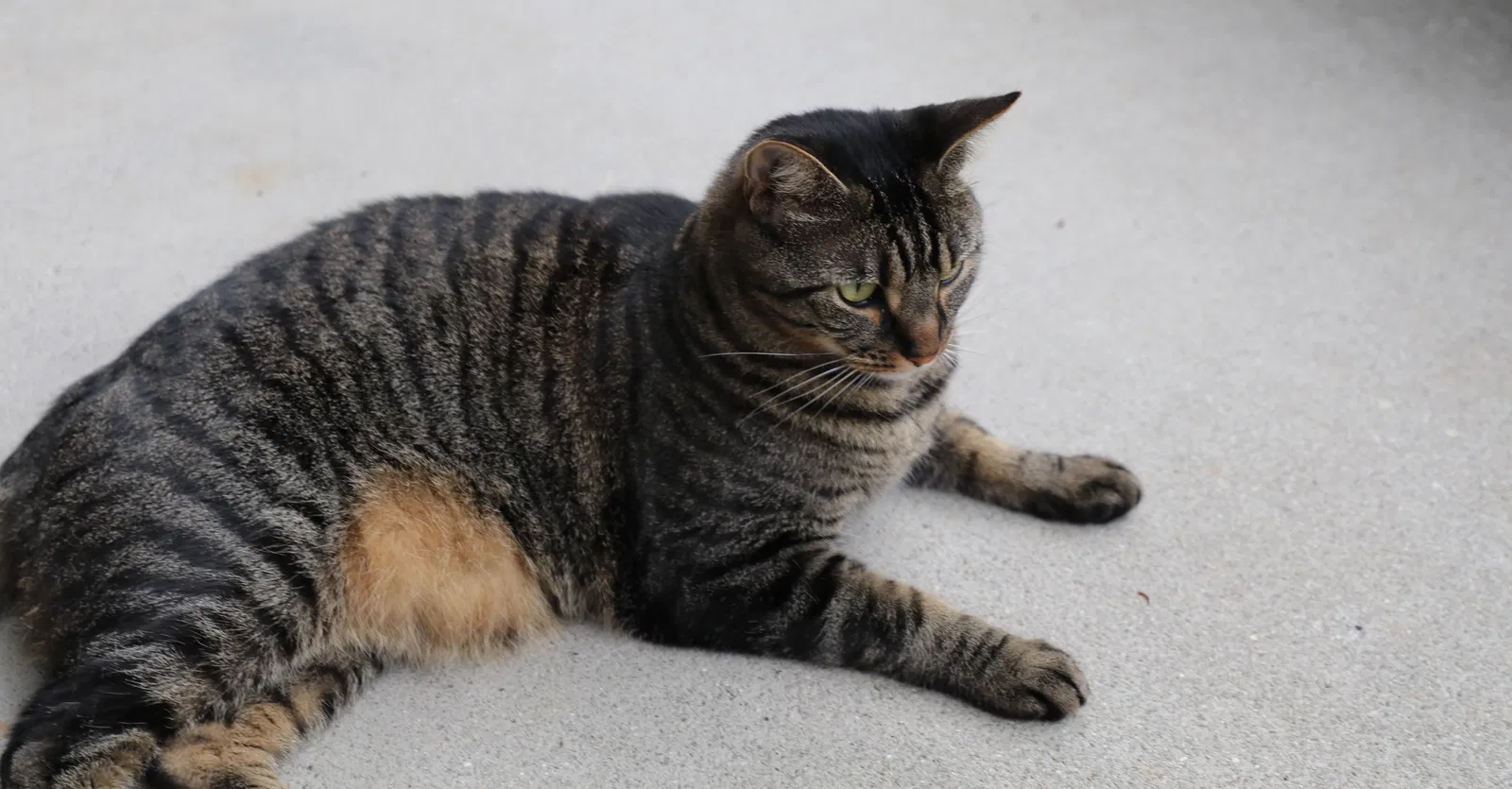 Lost cat in Knoxville, TN, 37912