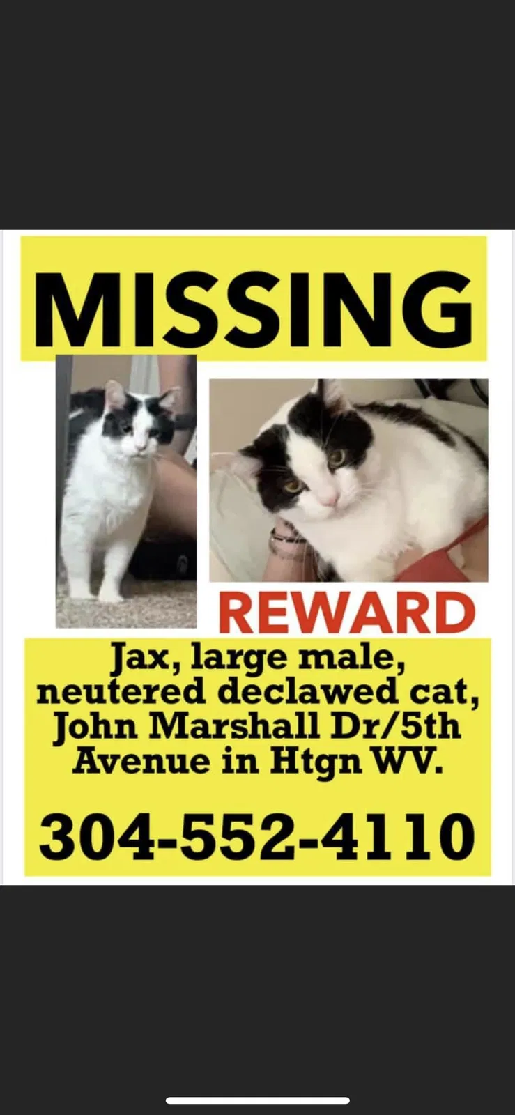 Lost cat in Huntington, WV, 25703