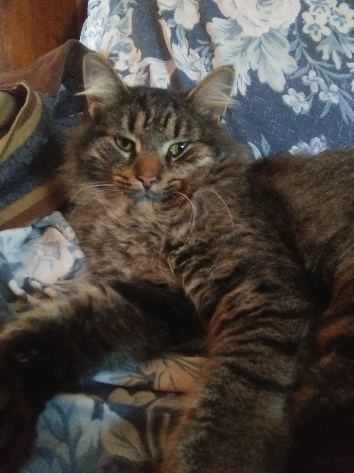 Lost cat in Holland, NY, 14080