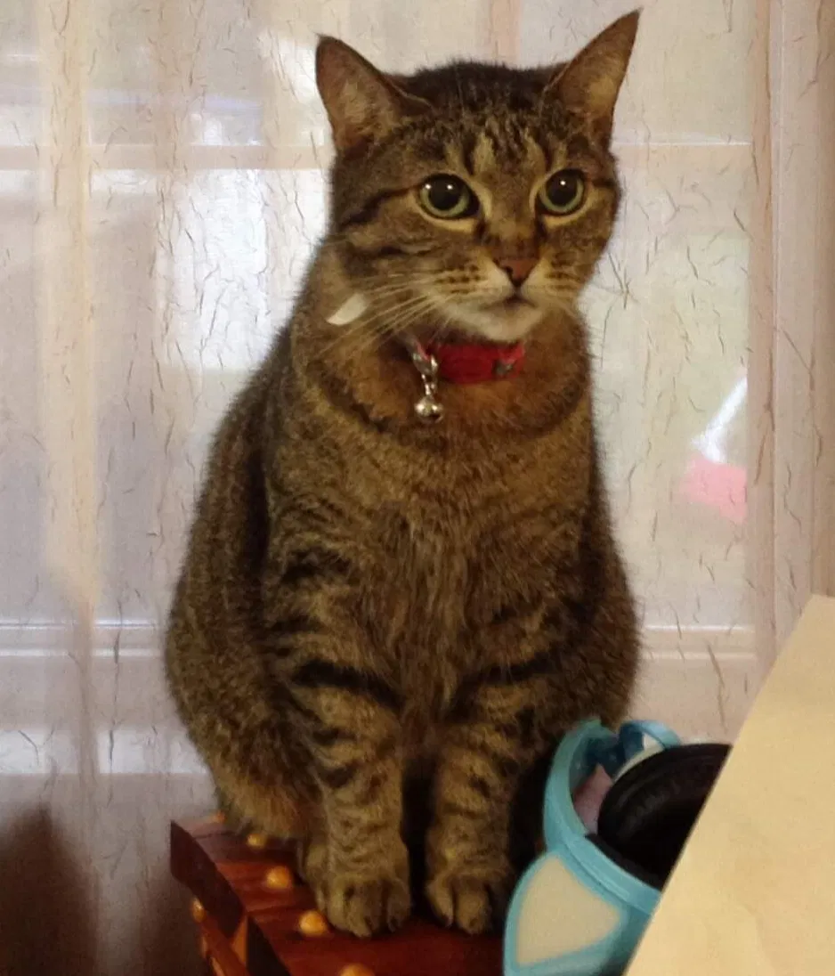 Lost cat in Knoxville, TN, 37921