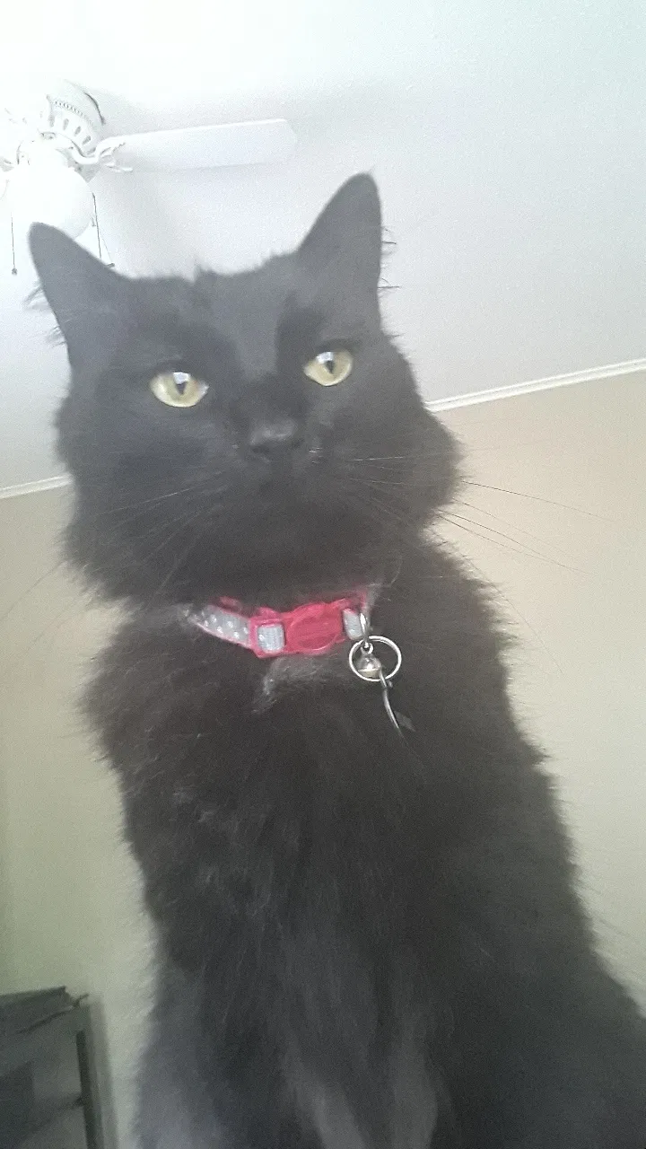 Lost cat in Wesley, AR, 72773