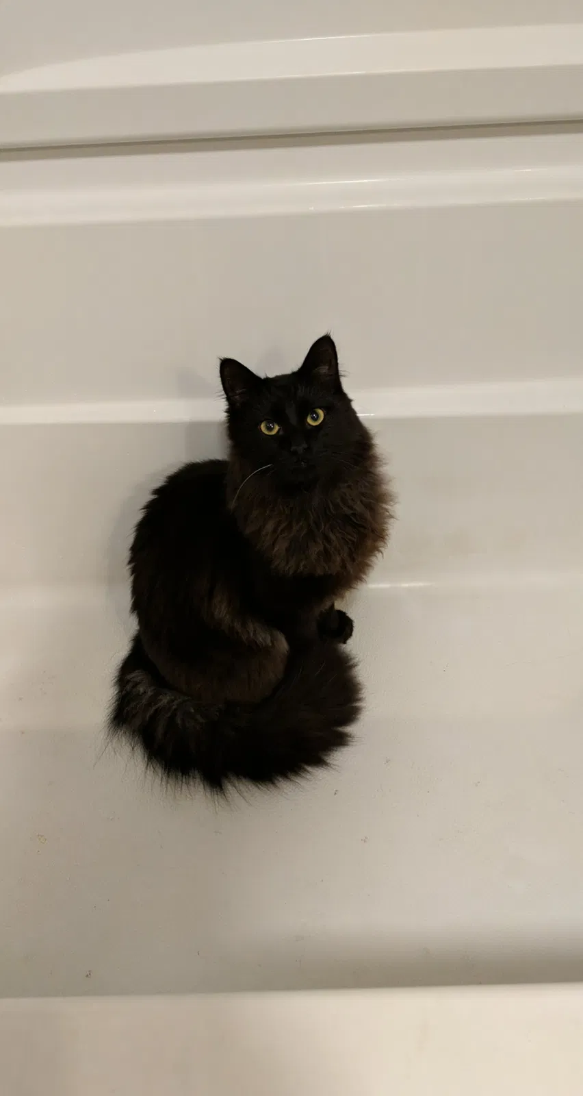Lost cat in Belle Vernon, PA, 15012