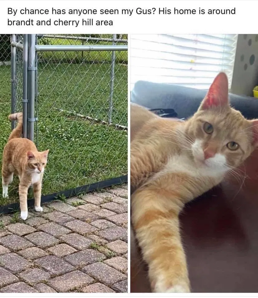 Lost cat in Garden City, MI, 48135