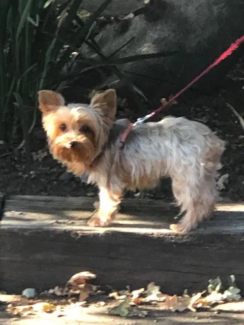 Lost dog in Stockton, CA, 95207