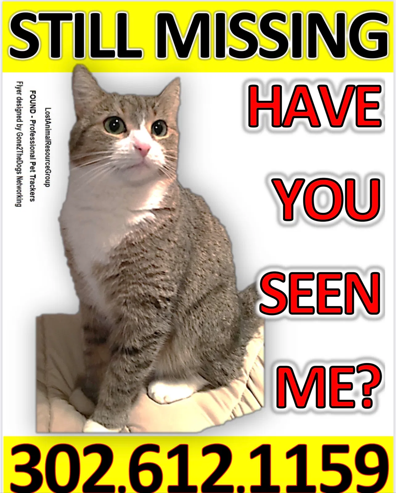 Lost cat in Joppa, MD, 21085