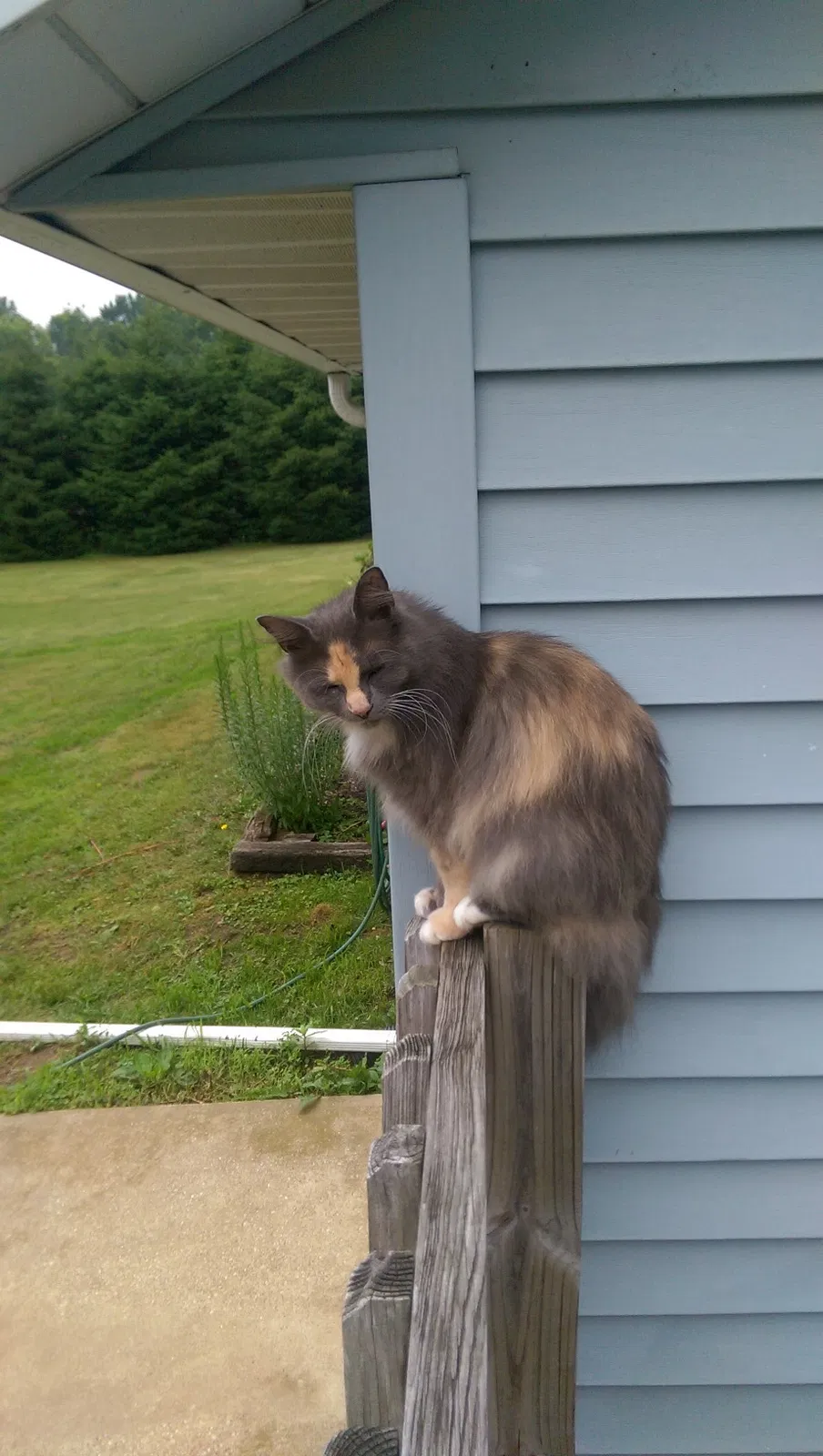 Lost cat in Canal Fulton, OH, 44614
