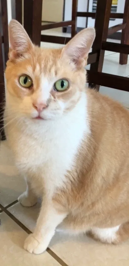 Lost cat in Cape Coral, FL, 33991