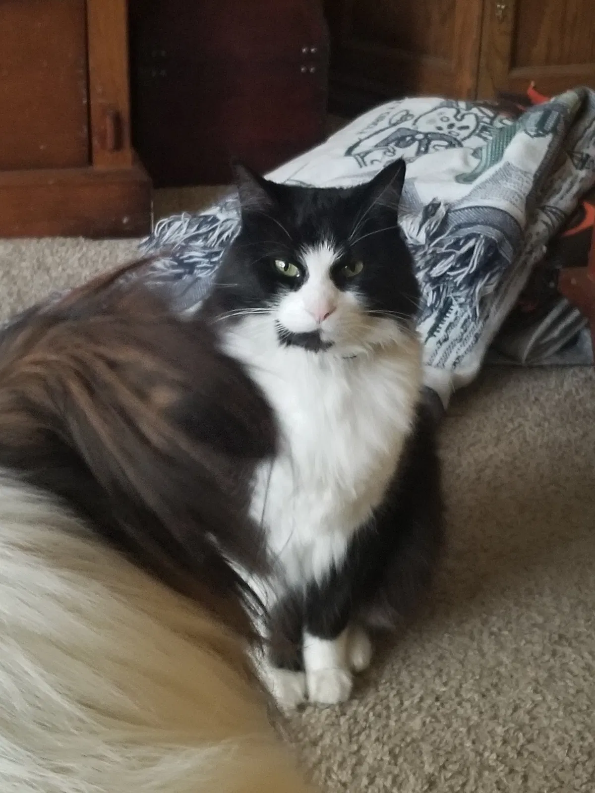 Lost cat in Richfield, OH, 44286