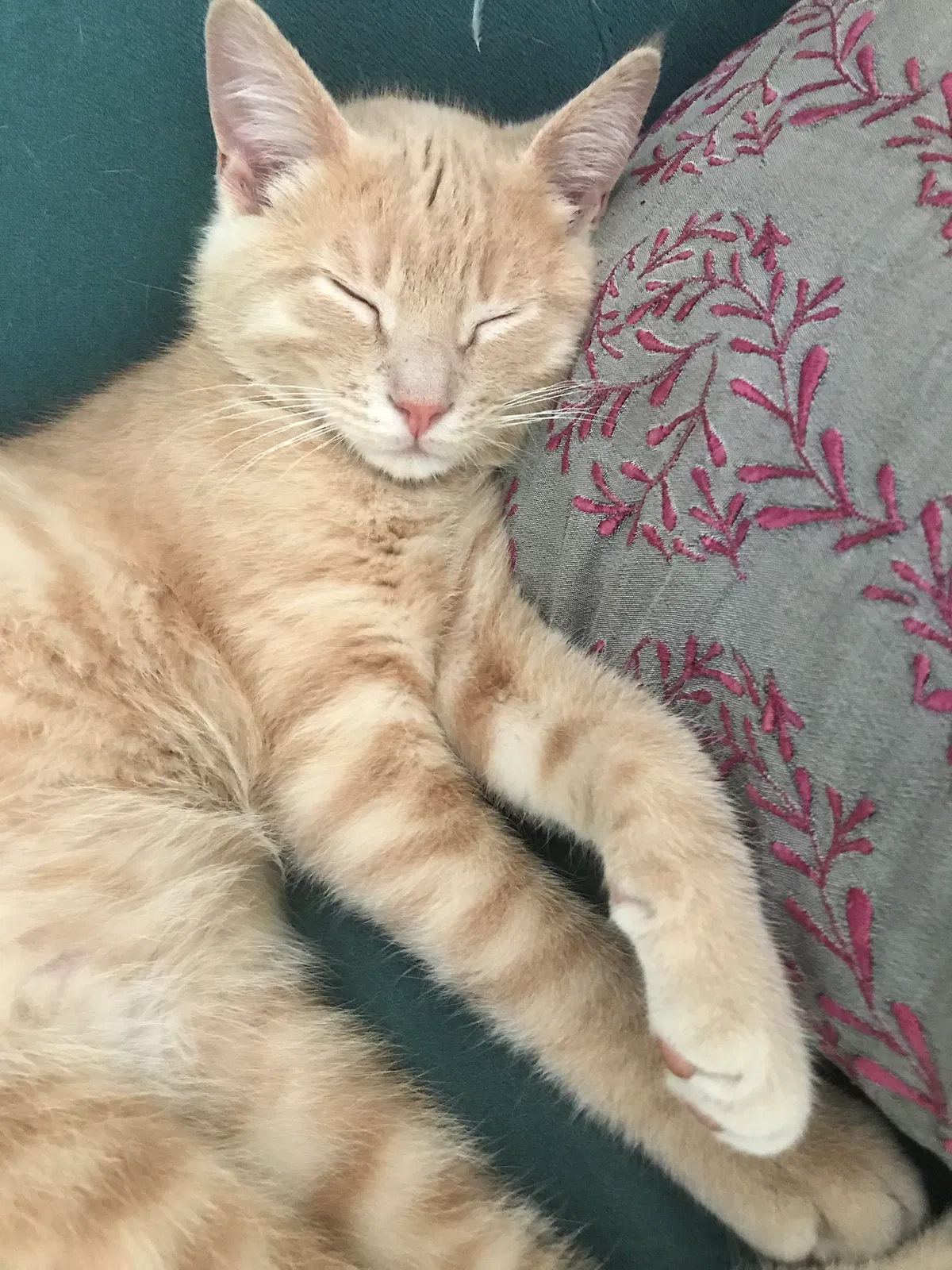 Lost cat in Saint Paul, MN, 55113