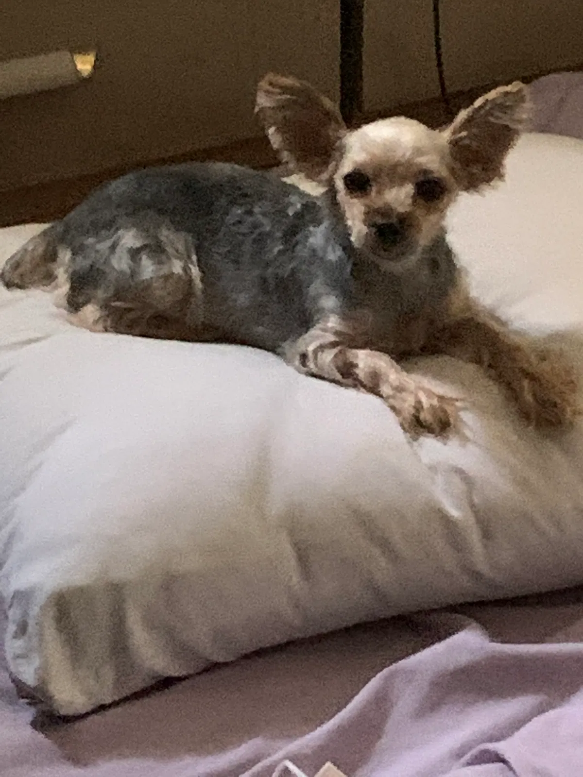 Lost dog in Saint Albans, NY, 11412