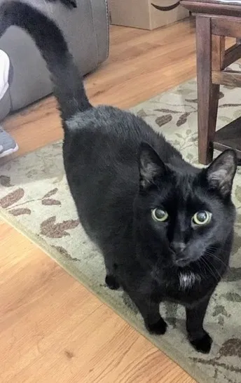 Lost cat in Picture Rocks, PA, 17762