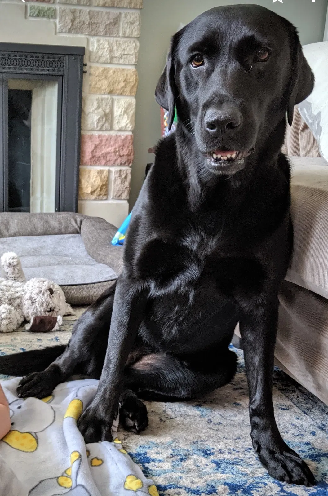 Lost dog in Sainte Genevieve, MO, 63670