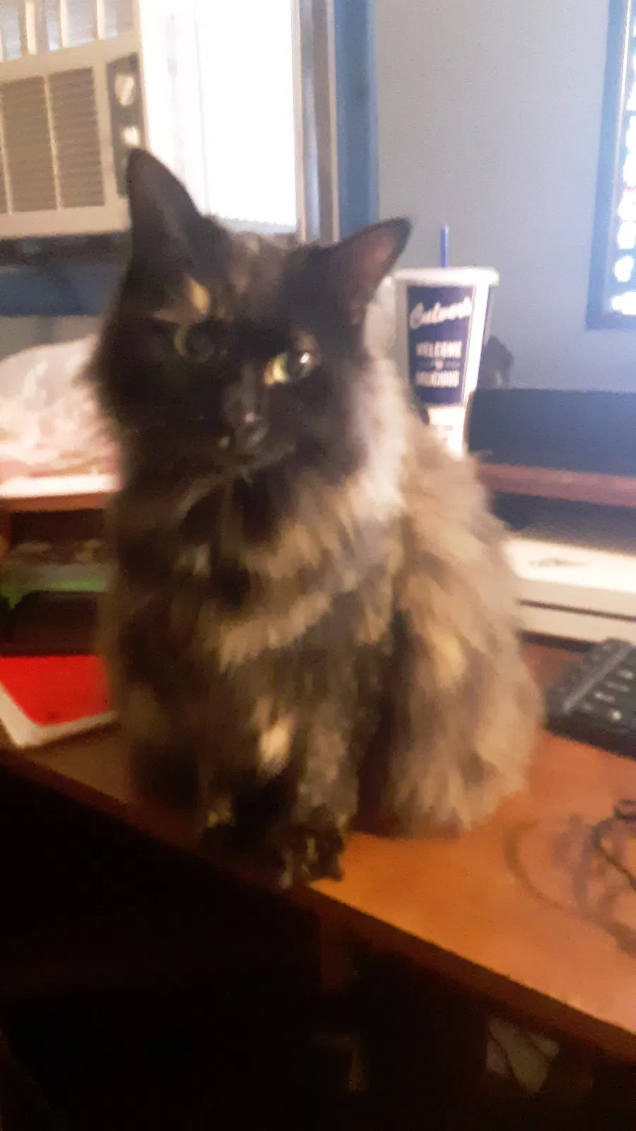 Lost cat in South Bend, IN, 46614