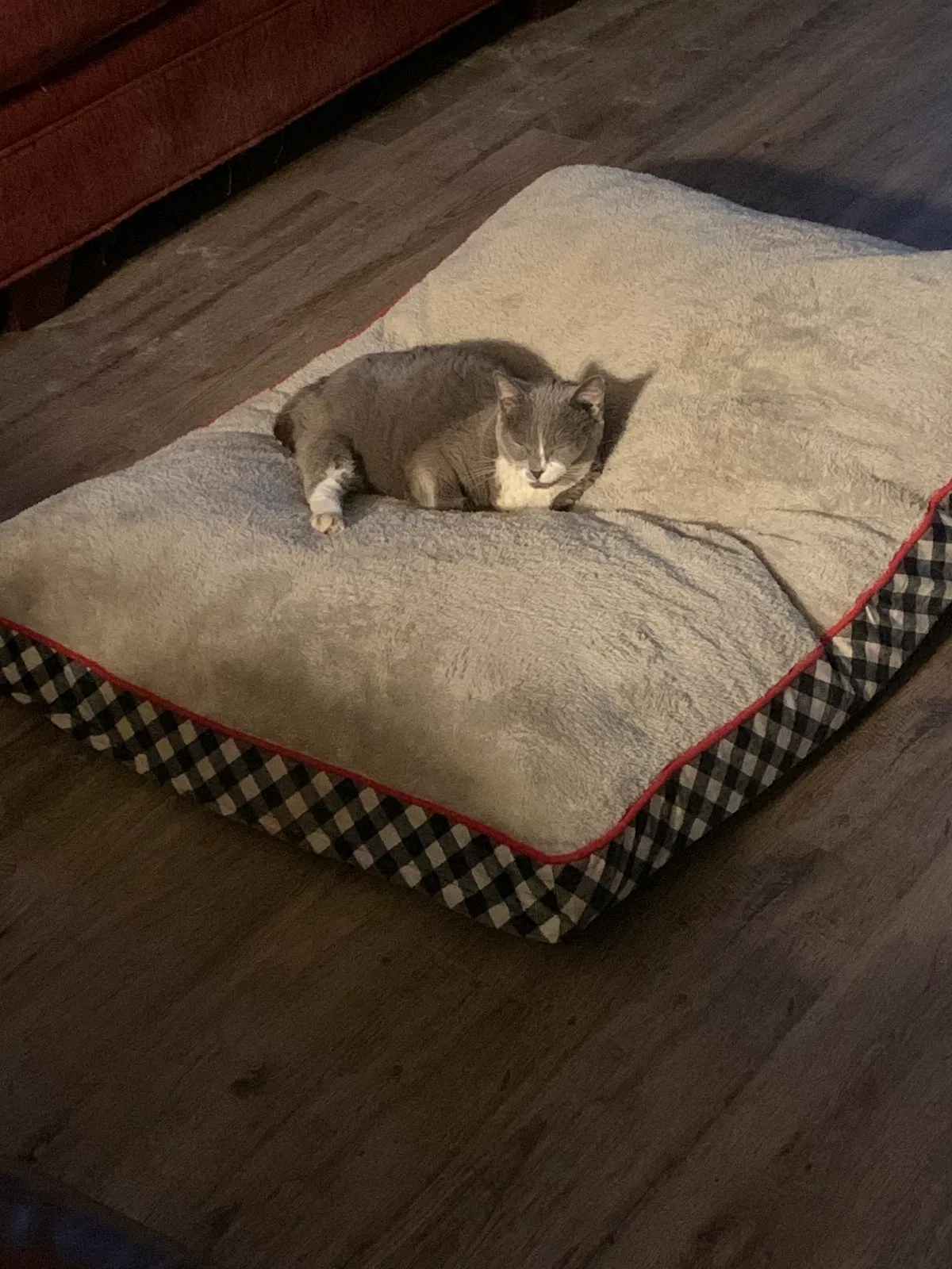 Lost cat in Palm Bay, FL, 32907