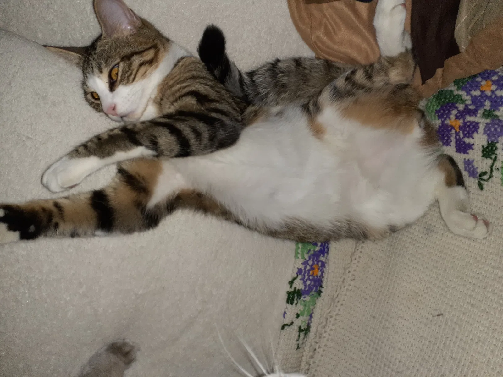 Lost cat in Grand Prairie, TX, 75050