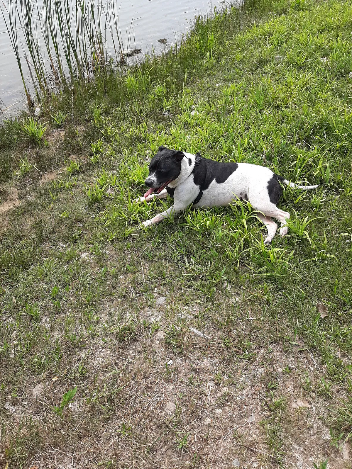 Lost dog in Grandville, MI, 49418