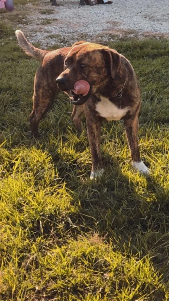 Lost dog in Troy, OH, 45373