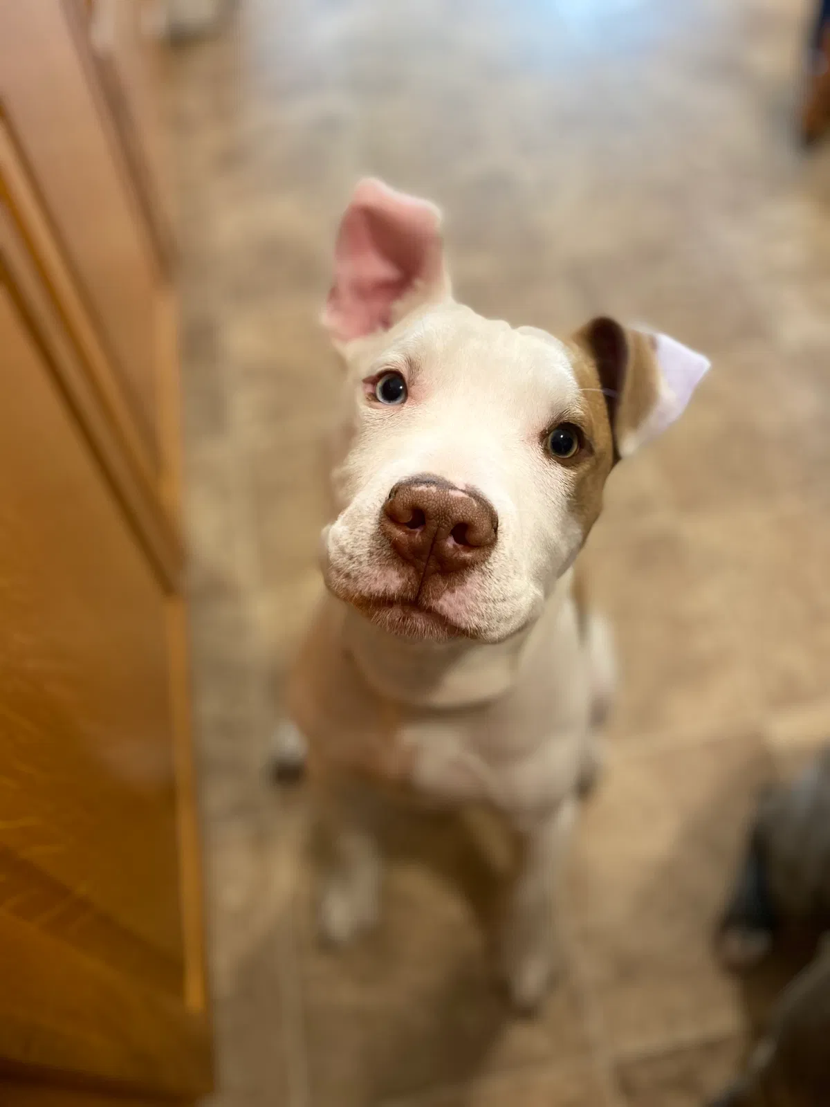 Lost dog in Terre Haute, IN, 47804