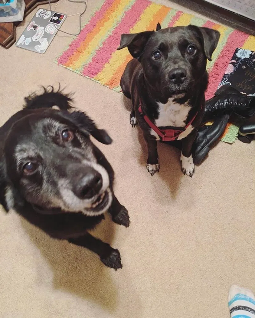 Lost dog in Chattanooga, TN, 37415