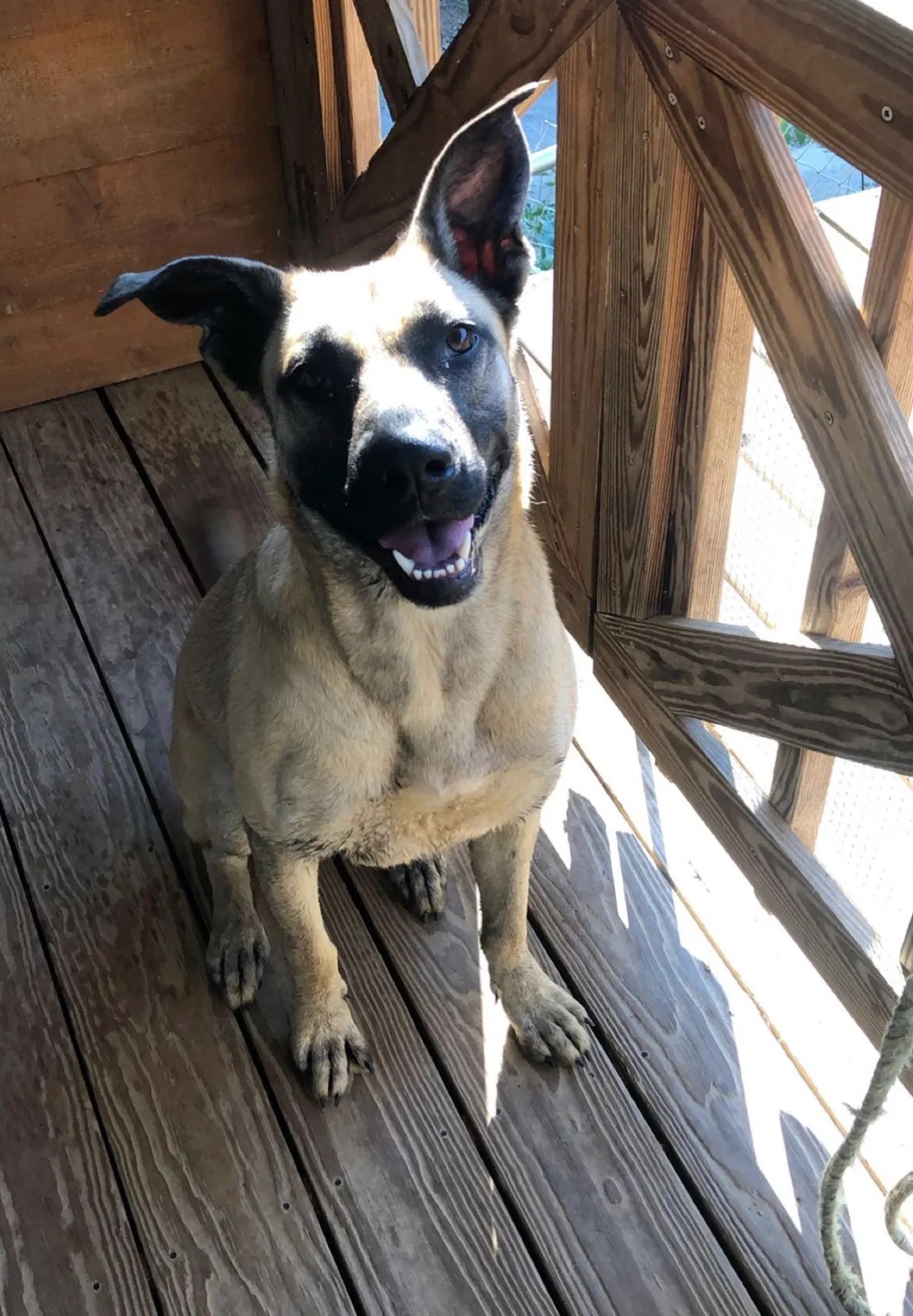 Lost dog in Newport, TN, 37821