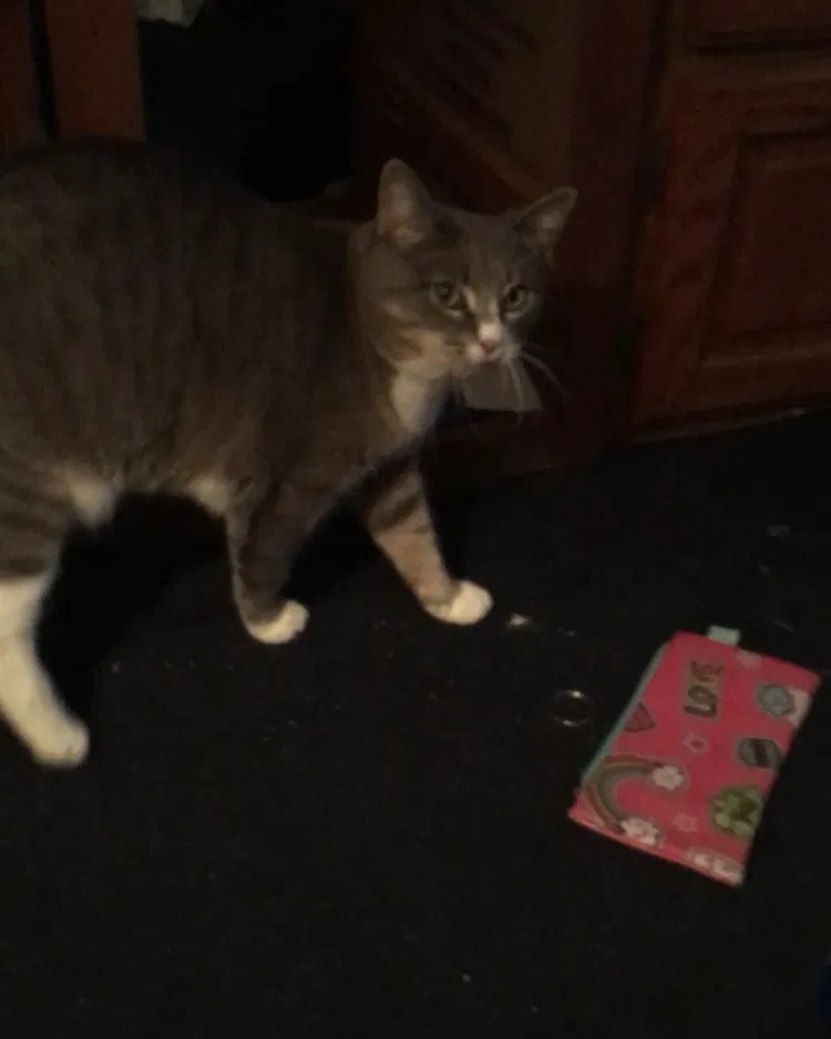 Lost cat in Conway, MO, 65632