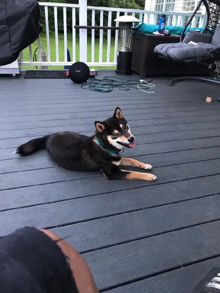 Lost dog in Randallstown, MD, 21133
