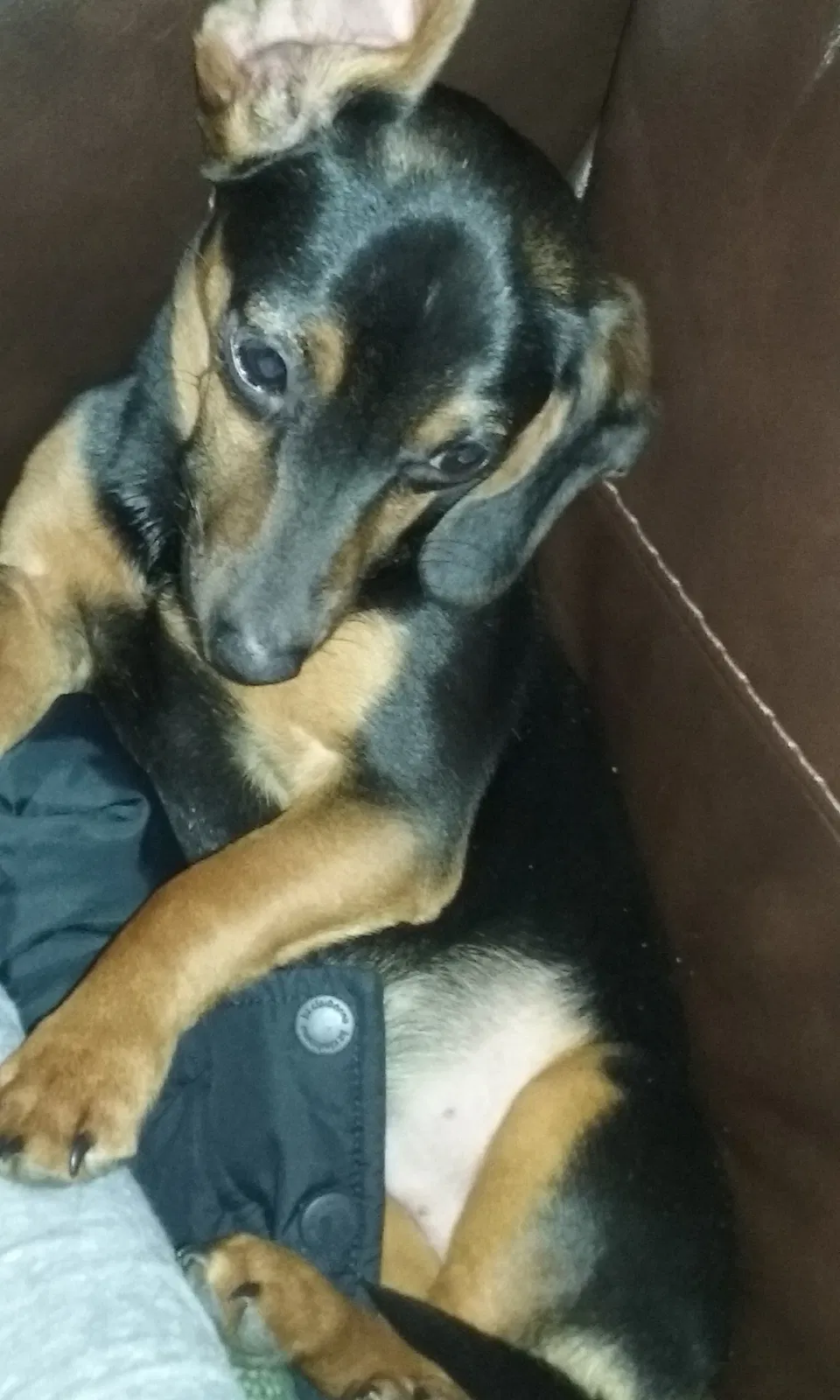 Lost dog in Greenville, SC, 29609