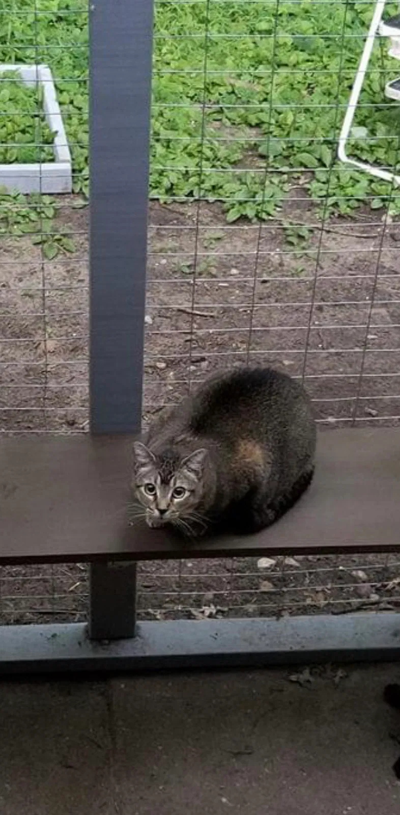 Lost cat in Anoka, MN, 55303