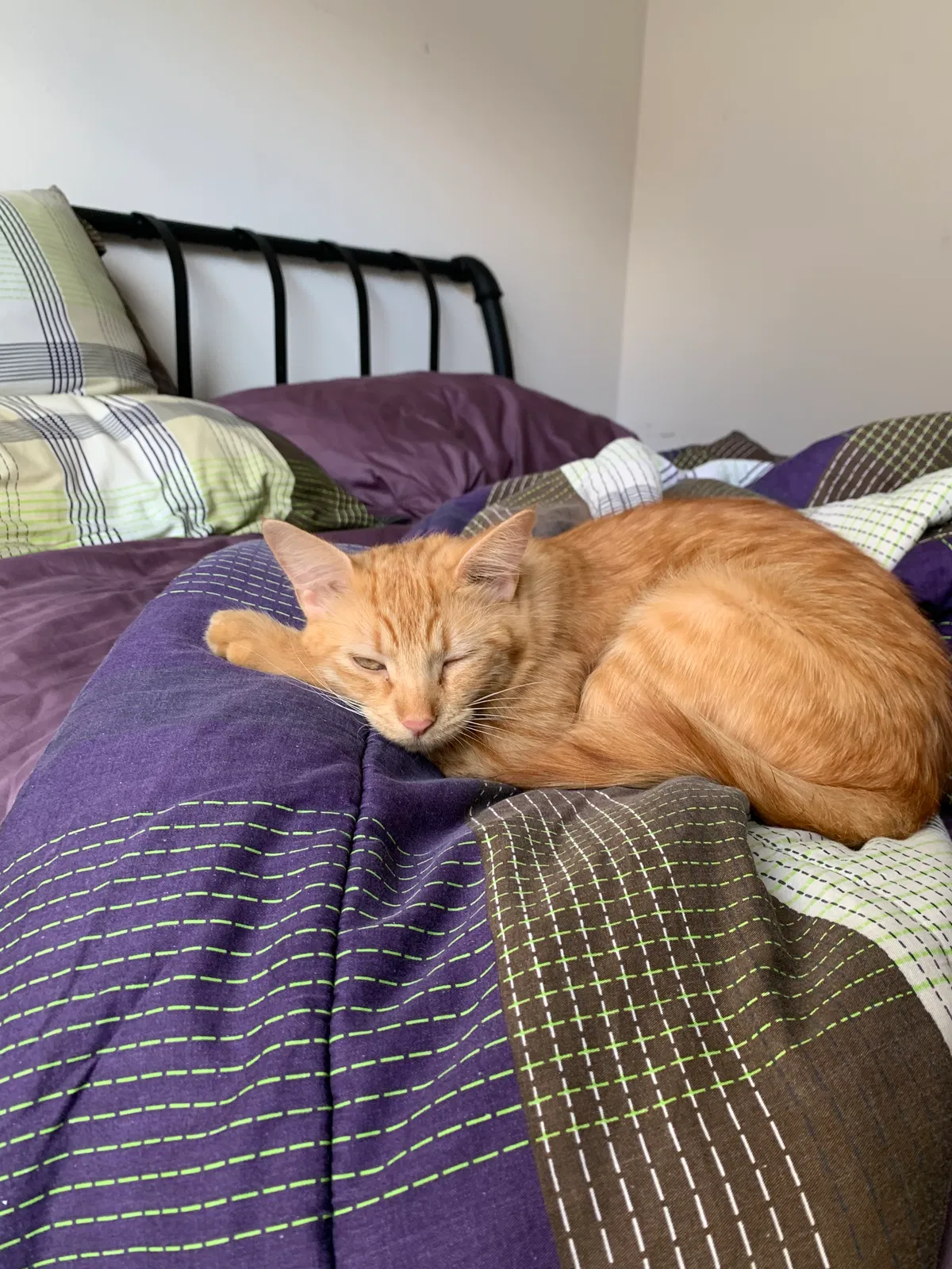 Lost cat in Kissimmee, FL, 34747