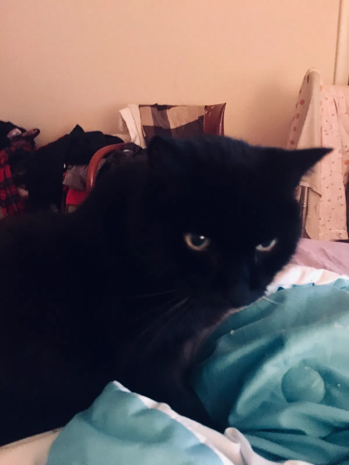 Lost cat in Kensington, MD, 20895