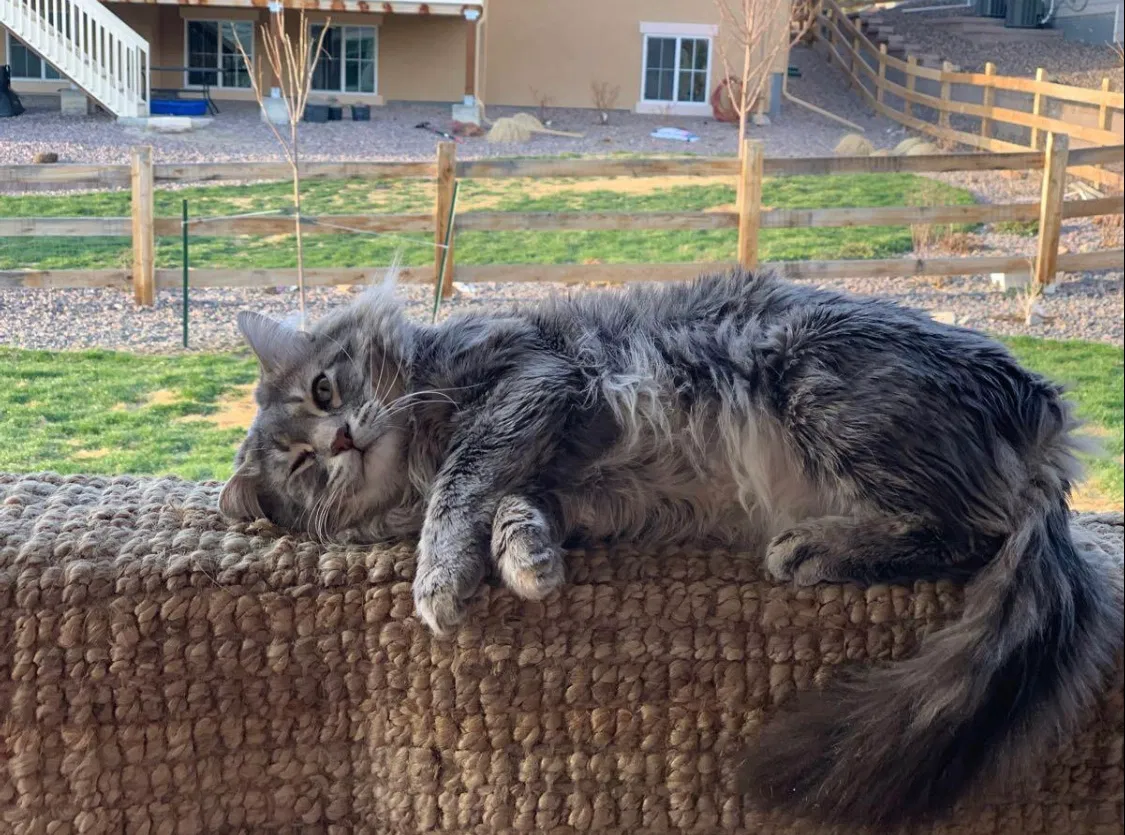 Lost cat in Arvada, CO, 80007